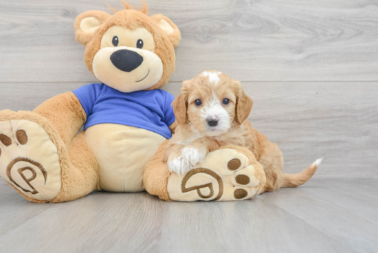 Smart Mini Goldendoodle Poodle Mix Pup