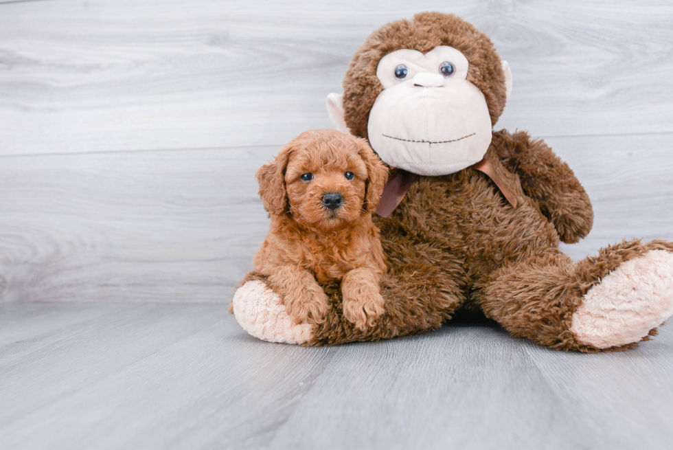 Playful Golden Retriever Poodle Mix Puppy