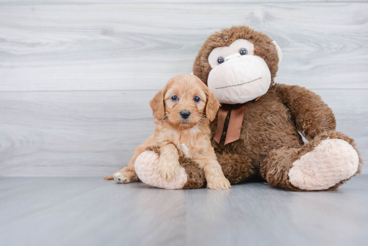 Mini Goldendoodle Puppy for Adoption