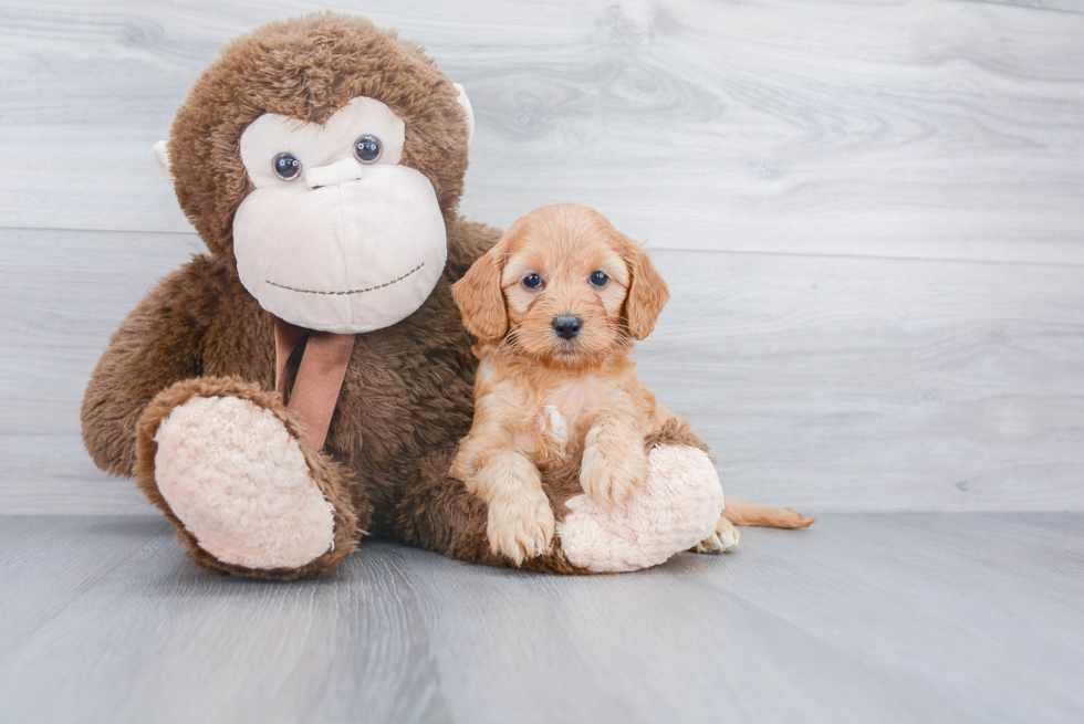 Adorable Golden Retriever Poodle Mix Puppy