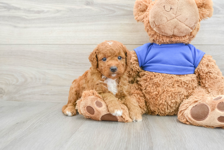 Best Mini Goldendoodle Baby