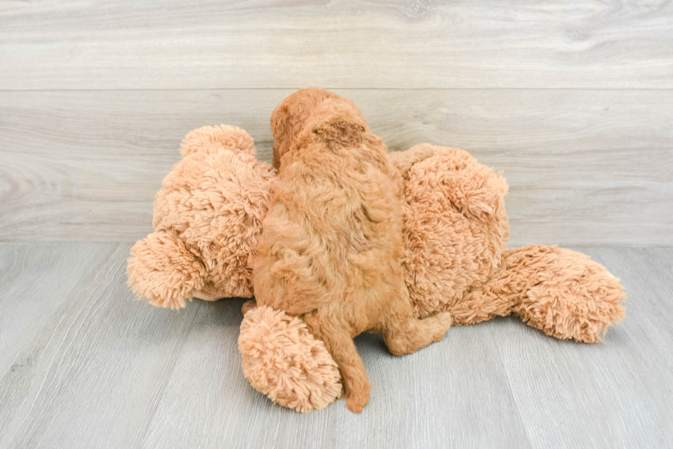 Mini Goldendoodle Puppy for Adoption