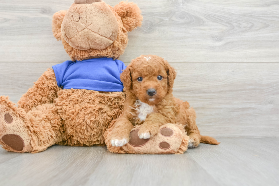Best Mini Goldendoodle Baby