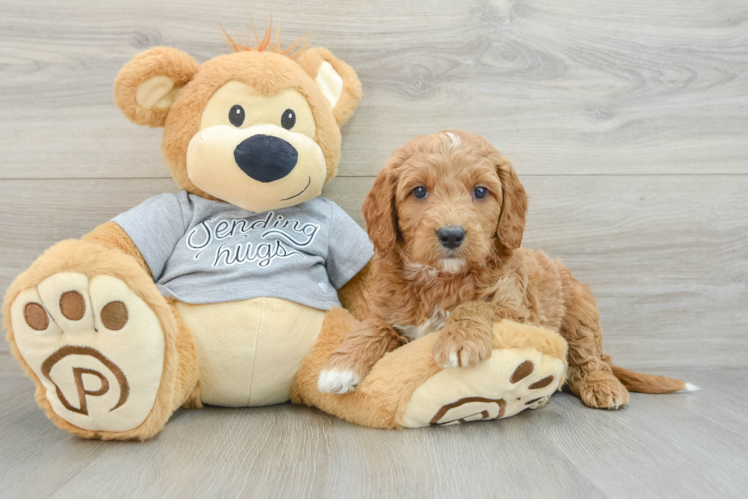 Little Mini Goldenpoo Poodle Mix Puppy