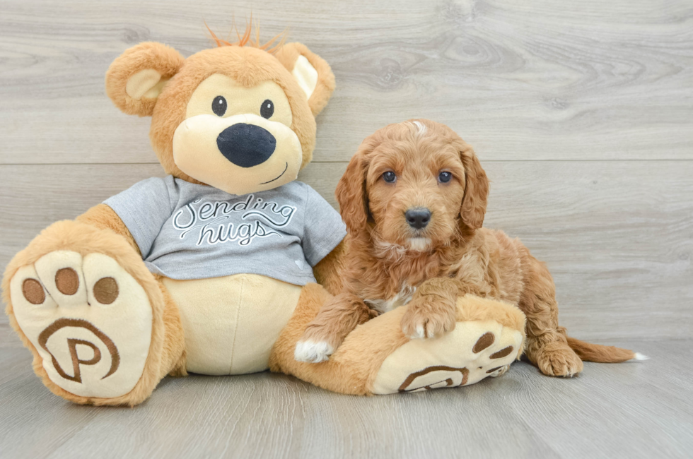 6 week old Mini Goldendoodle Puppy For Sale - Premier Pups