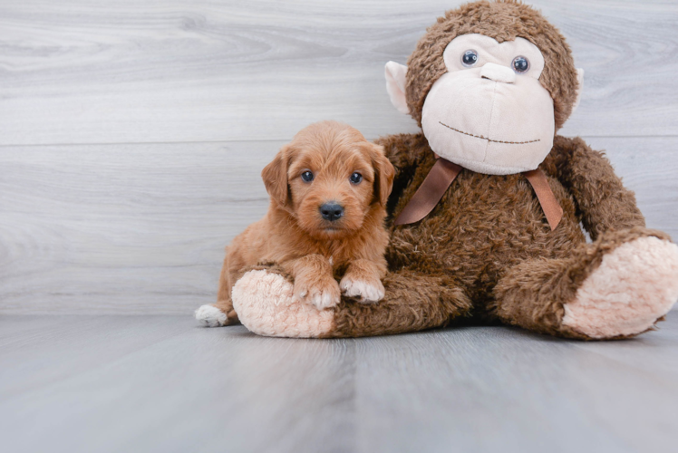 Mini Goldendoodle Pup Being Cute