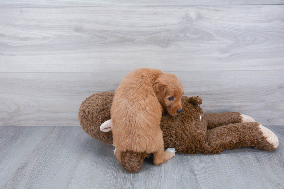 Cute Mini Goldendoodle Baby