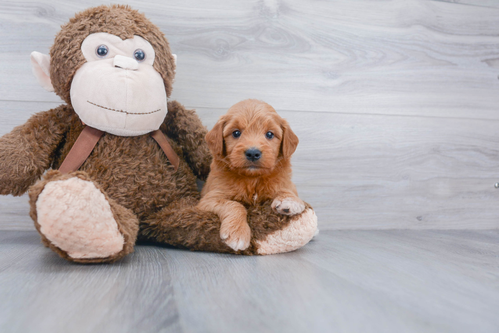 Adorable Golden Retriever Poodle Mix Puppy