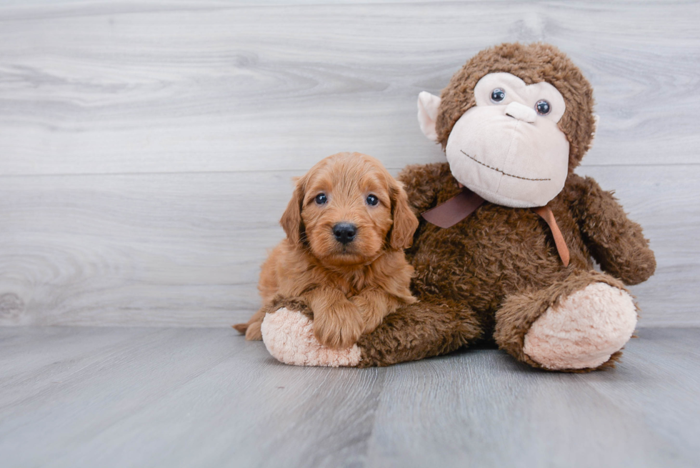 Adorable Golden Retriever Poodle Mix Puppy