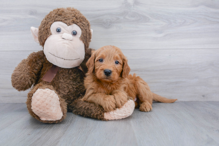 Cute Mini Goldendoodle Baby