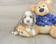 8 week old Mini Goldendoodle Puppy For Sale - Premier Pups