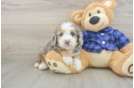 Mini Goldendoodle Puppy for Adoption