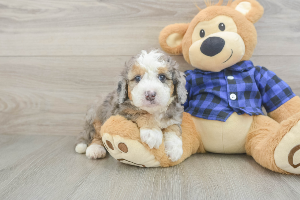 Mini Goldendoodle Puppy for Adoption
