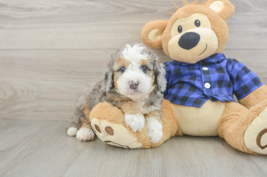 Mini Goldendoodle Puppy for Adoption
