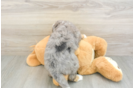 Playful Mini Groodle Poodle Mix Puppy