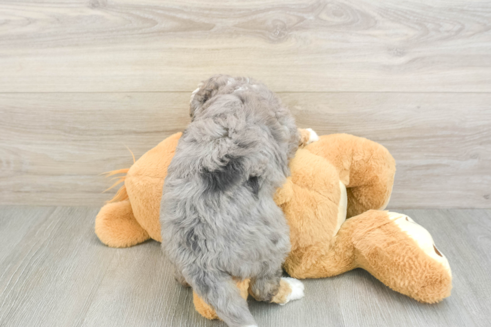 Playful Mini Groodle Poodle Mix Puppy