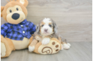 Popular Mini Goldendoodle Poodle Mix Pup