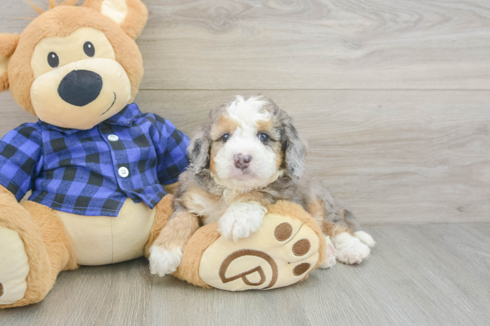 Popular Mini Goldendoodle Poodle Mix Pup