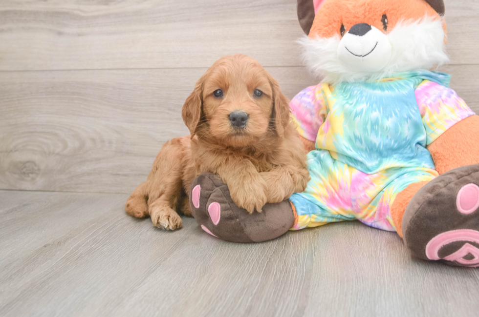5 week old Mini Goldendoodle Puppy For Sale - Premier Pups