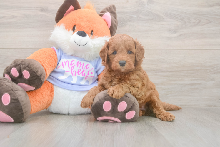 Mini Goldendoodle Puppy for Adoption