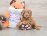 5 week old Mini Goldendoodle Puppy For Sale - Premier Pups