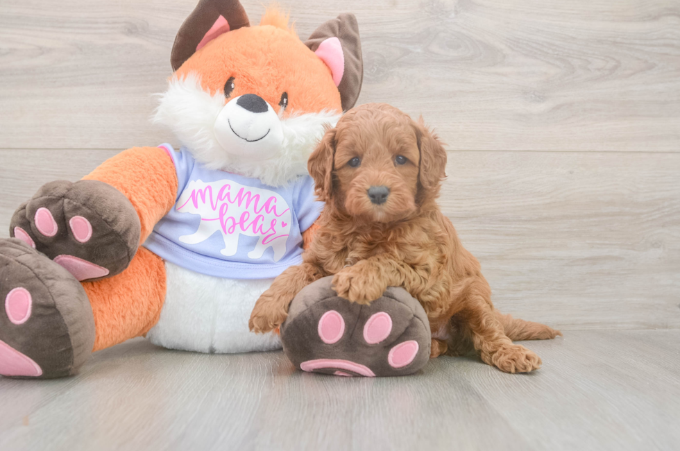 5 week old Mini Goldendoodle Puppy For Sale - Premier Pups