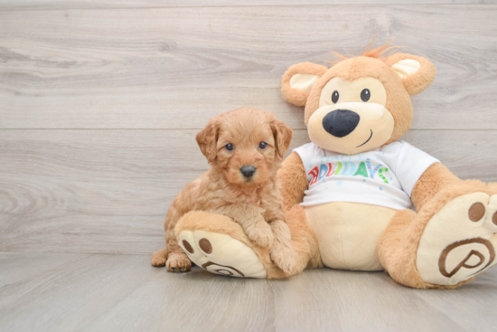Best Mini Goldendoodle Baby
