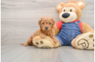 Sweet Mini Goldendoodle Baby