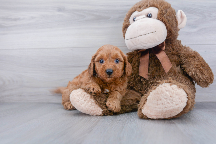 Mini Goldendoodle Puppy for Adoption