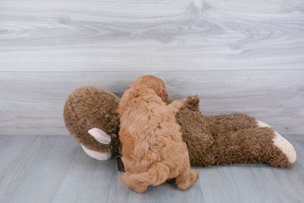 Mini Goldendoodle Puppy for Adoption