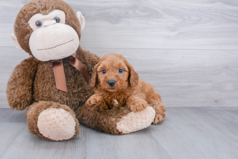 Fluffy Mini Goldendoodle Poodle Mix Pup