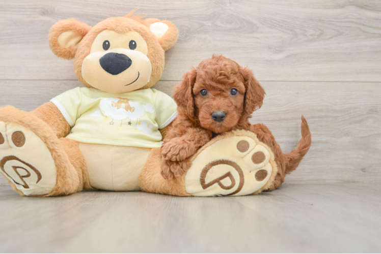 Mini Goldendoodle Pup Being Cute