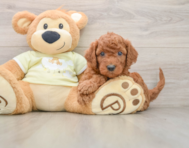 5 week old Mini Goldendoodle Puppy For Sale - Premier Pups