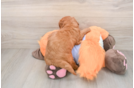 Mini Goldendoodle Puppy for Adoption