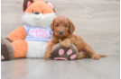 Friendly Mini Goldendoodle Baby