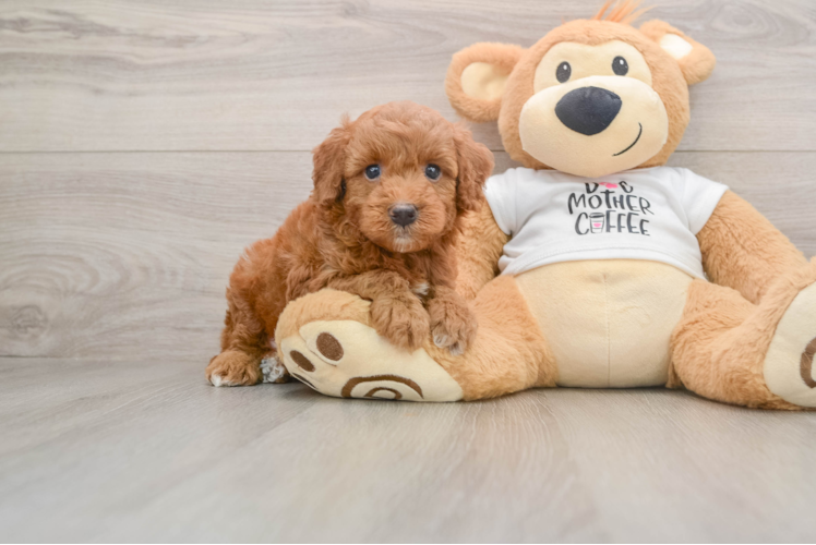 Mini Goldendoodle Puppy for Adoption