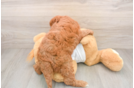 Mini Goldendoodle Pup Being Cute