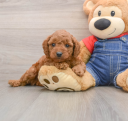7 week old Mini Goldendoodle Puppy For Sale - Premier Pups