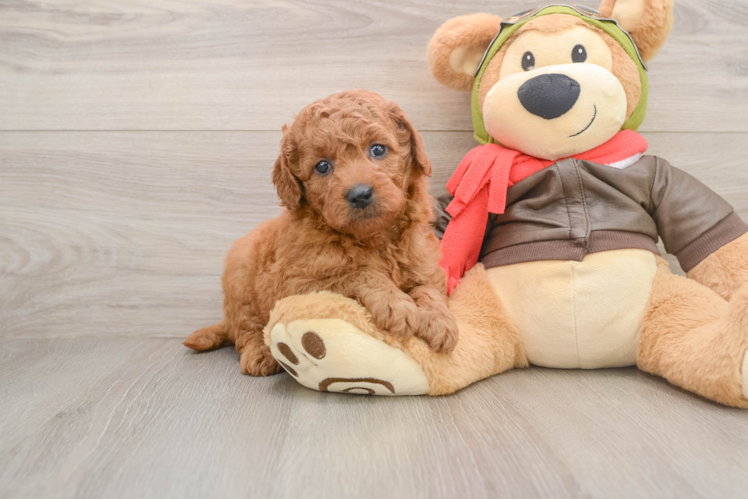 Petite Mini Goldendoodle Poodle Mix Pup