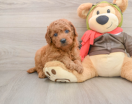 6 week old Mini Goldendoodle Puppy For Sale - Premier Pups