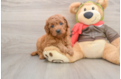 Petite Mini Goldendoodle Poodle Mix Pup