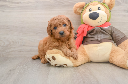 Petite Mini Goldendoodle Poodle Mix Pup