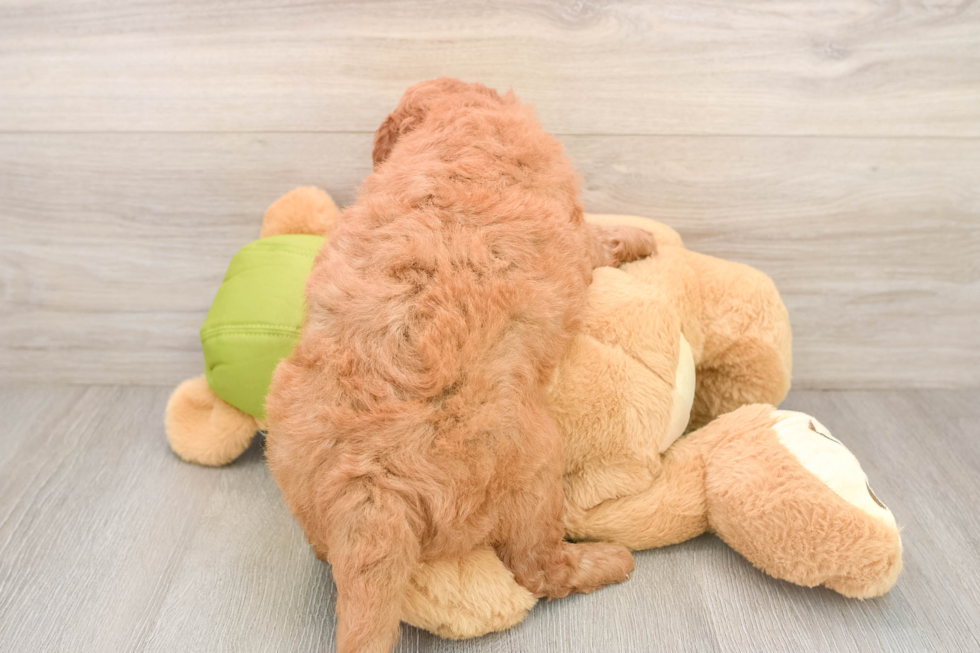 Popular Mini Goldendoodle Poodle Mix Pup