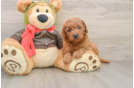 Best Mini Goldendoodle Baby
