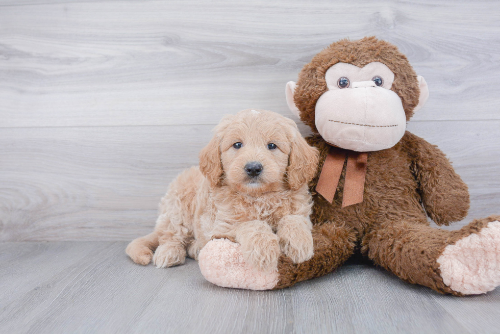 Happy Mini Goldendoodle Baby