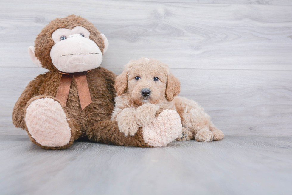 Popular Mini Goldendoodle Poodle Mix Pup