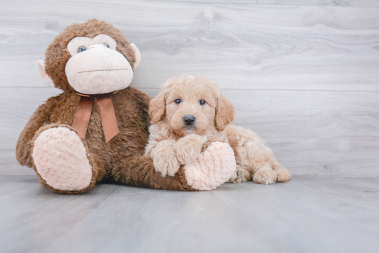 Popular Mini Goldendoodle Poodle Mix Pup