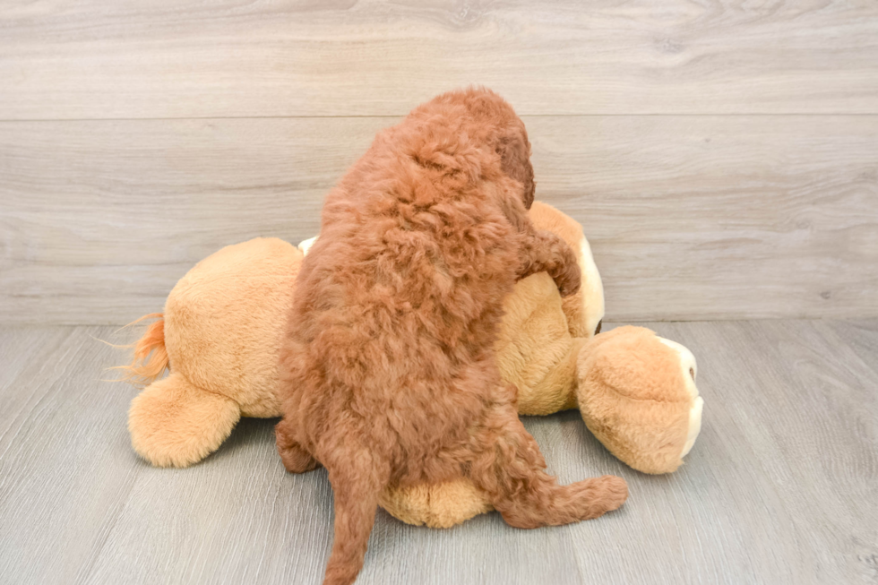 Little Mini Goldenpoo Poodle Mix Puppy