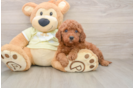 Mini Goldendoodle Pup Being Cute