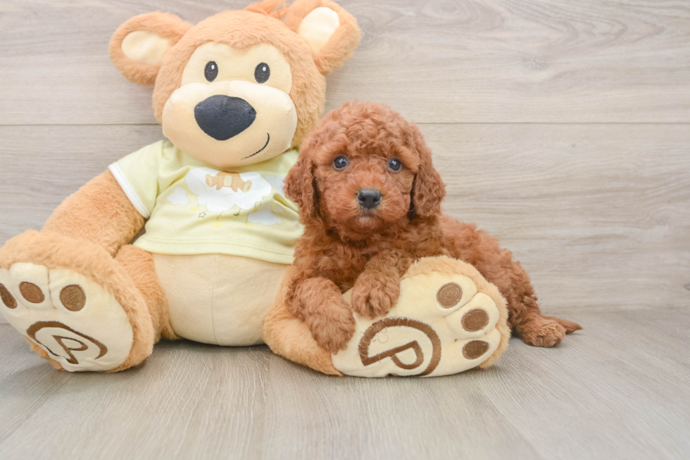 Mini Goldendoodle Pup Being Cute